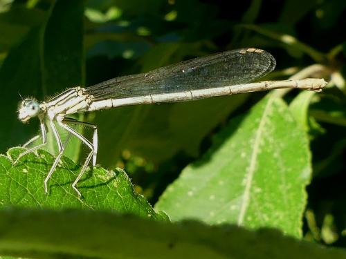 Platycnemis pennipes